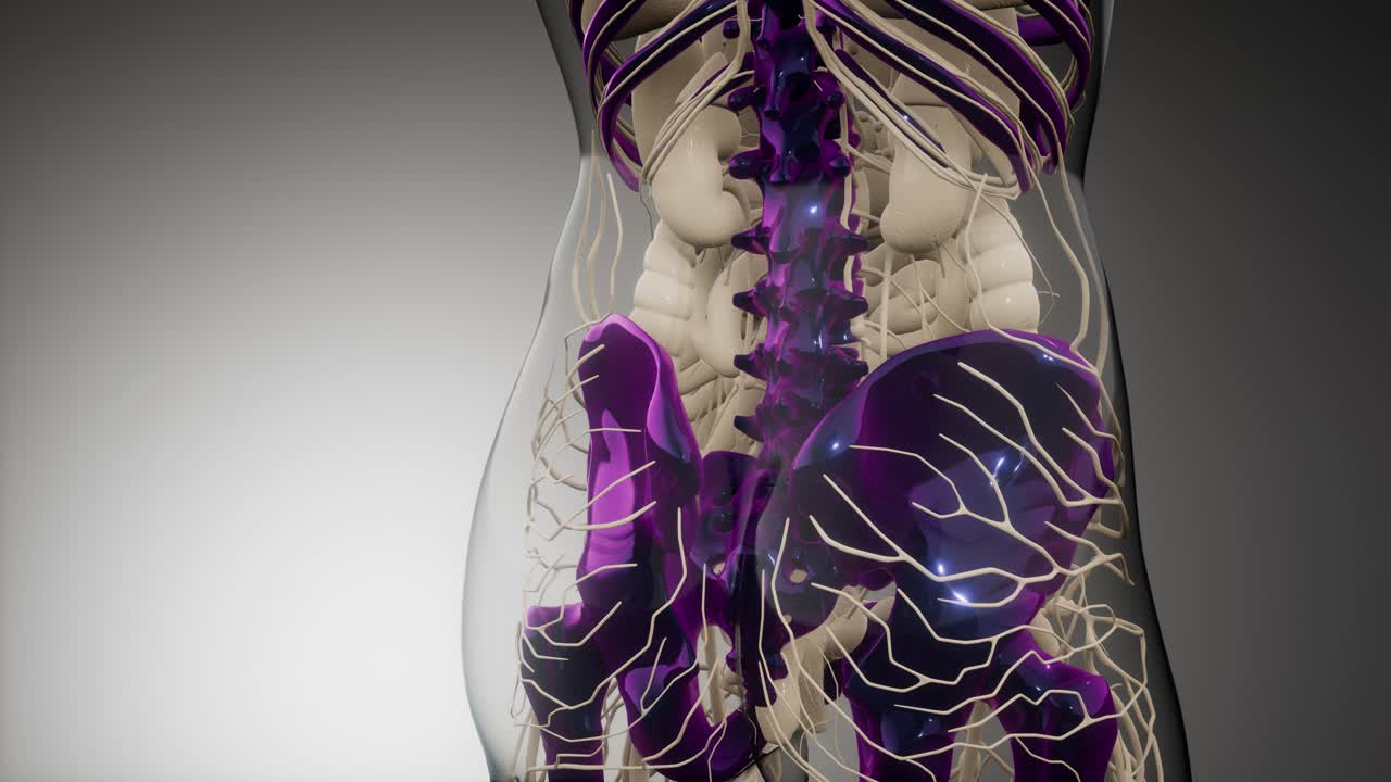 cuerpo humano transparente con huesos visibles