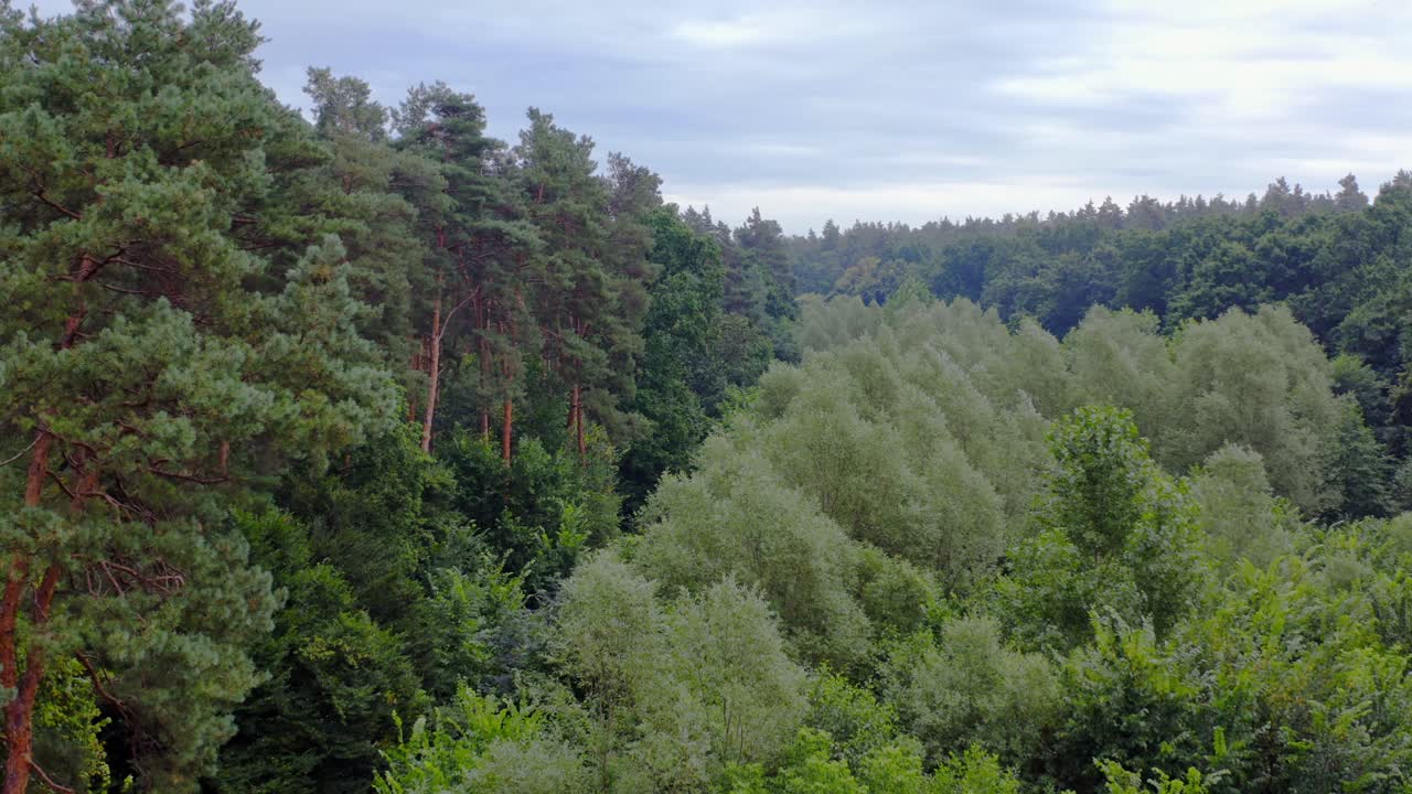Green natural background. Flying over a beautiful green forest in summer. Woodland with mixed trees of different sizes. Aerial view.