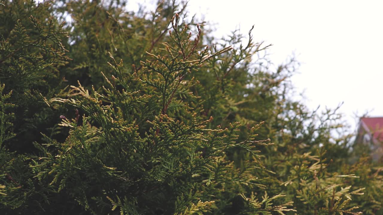 imágenes cinematográficas de hojas de abeto