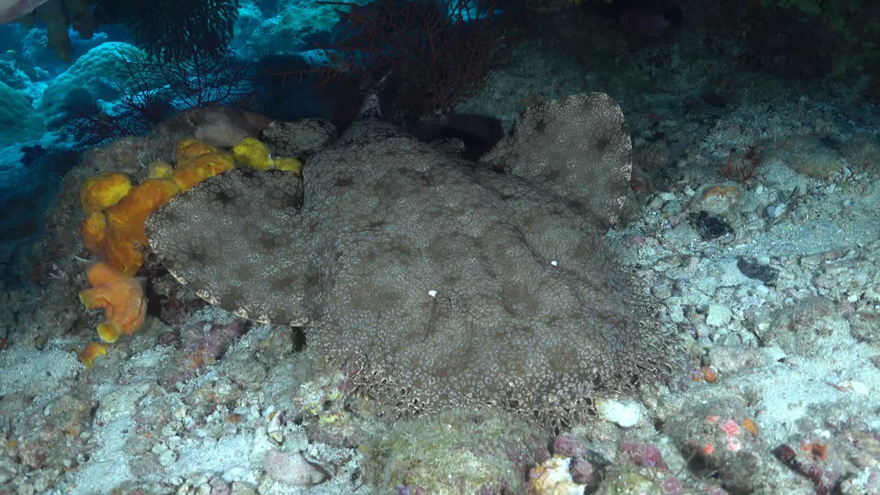 Wobbegong tæppehaj sover på sand