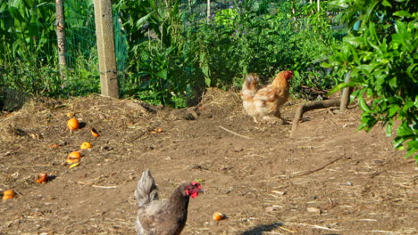 several free-range hens moving around in organic farm