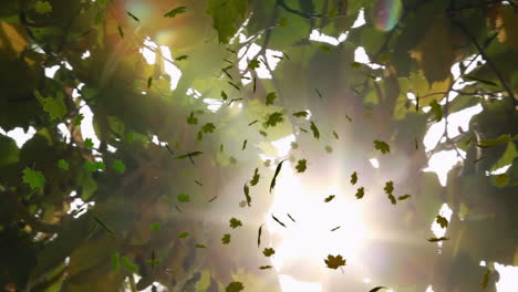 animation of multiple leaves falling over green forest