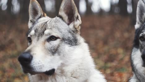 Two-grey-wolves-or-wolfhounds-sitting-ground,-front-head-closeup-view,-forest-background