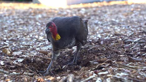 close up shot of a wild australian brushturkey, alectura lathami spotted kicking and digging up dirts on the forest floor, foraging for insects, close up shot of wildlife bird species.