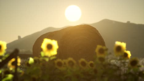 hay bales in the sunset