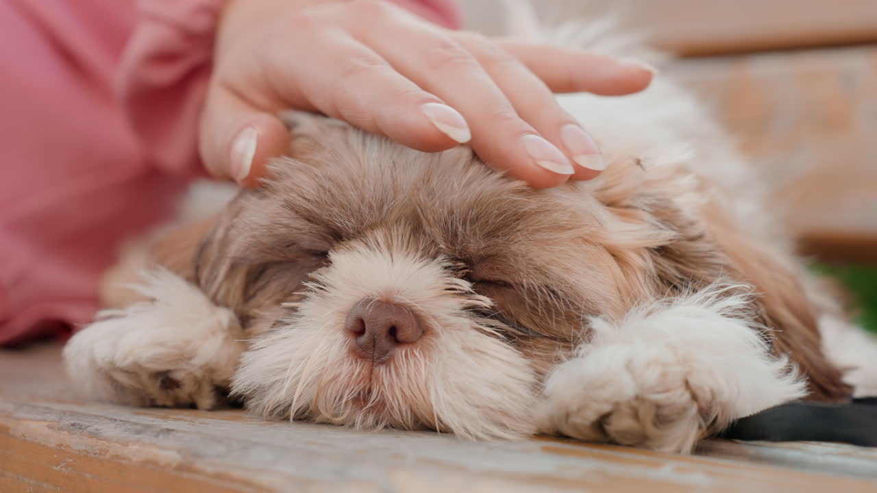 Dog Trust Bond, Calm And Trusting Relationship Formed During Outdoor Dog Petting Experience, Peaceful Connection Established Through Gentle Head Rub Between Human Owner And Loyal Dog Outdoors
