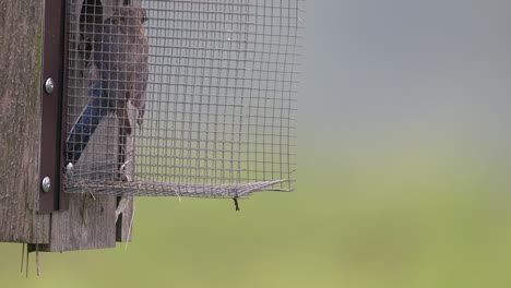 an eastern bluebird entering a nest box to feed its young on a sunny summer day