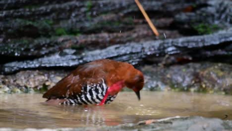 Ein-Scheuer-Wasservogel-Aus-Thailand,-In-Dem-Er-Sich-Gern-Im-Unterholz-Aufhält,-Besonders-In-Dichtem-Gras,-Damit-Er-Sich-Bei-Gefahr-Sofort-Verstecken-Kann