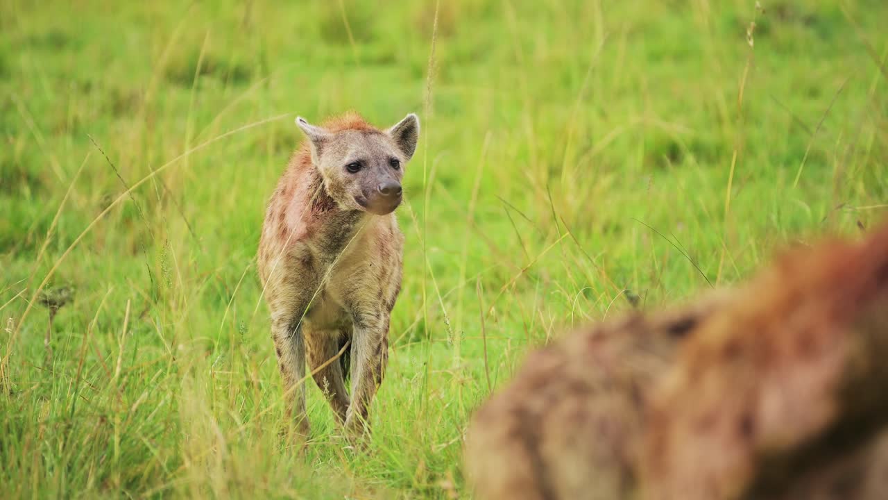Ripresa al rallentatore di iene che osservano in un paesaggio di erba lussureggiante per procacciarsi il cibo, sole nella savana del Masai Mara, fauna selvatica africana nella Riserva Nazionale Maasai Mara, Kenya.