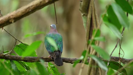 asian common dove, chalcophaps indica