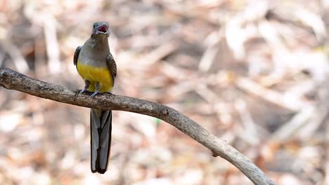 el trogón de pecho naranja es un ave confiada de tamaño mediano que se encuentra en tailandia