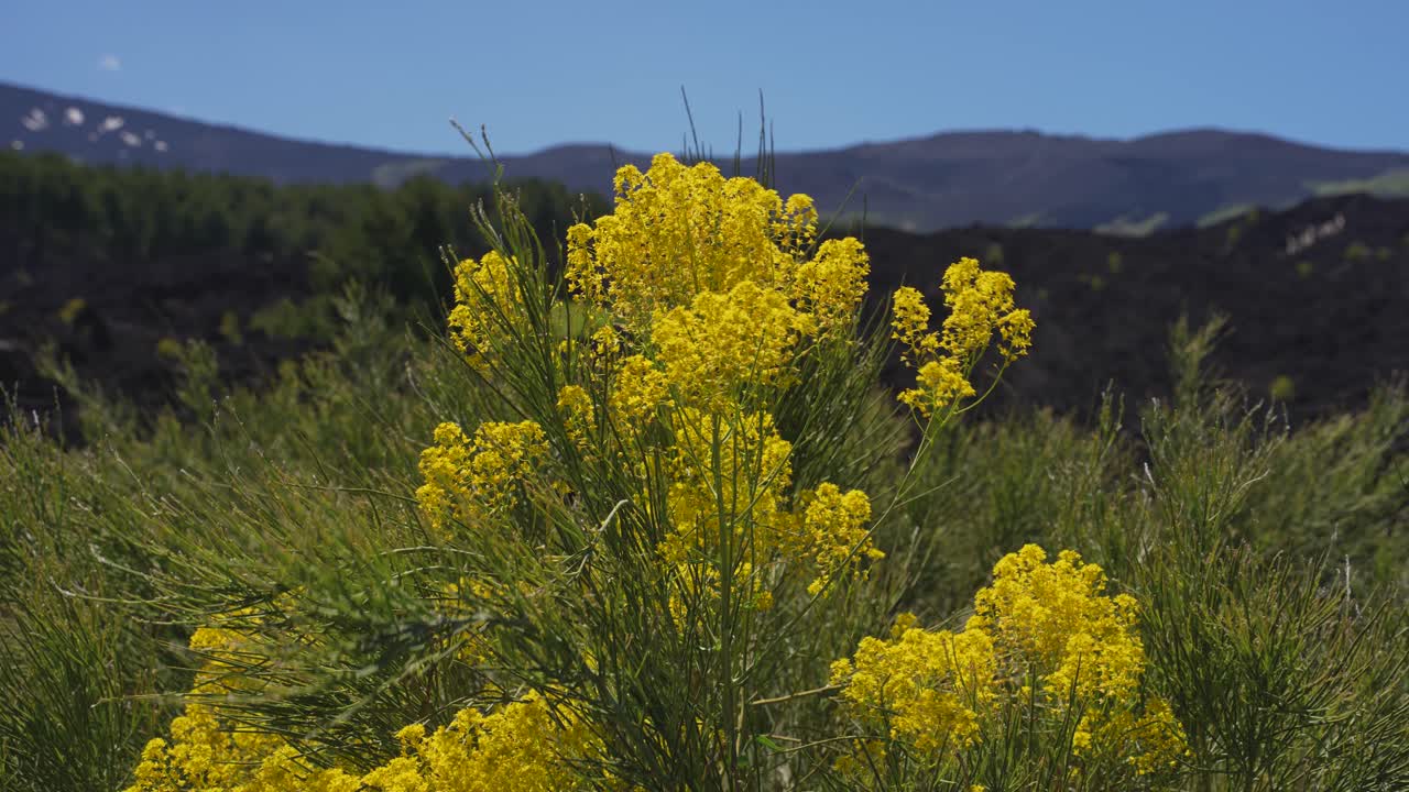 Scenic landscapes with blooming yellow flowers in spring around the volcano Mt. Etna in Sicily, Italy