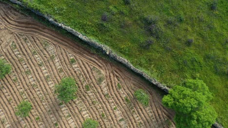 flight-ascending-and-rotating-at-the-same-time-with-a-drone-seeing-two-farms-separated-by-a-stone-wall,-one-is-green-and-the-other-is-plowed-and-shapes-have-been-created,-it-is-good-for-textures