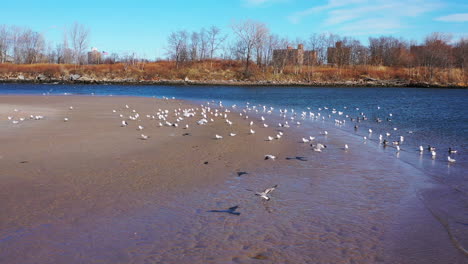 a low altitude drone dolly in towards - descend on a flock of seagulls on a quiet beach in the morning