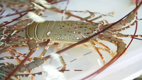 fresh lobsters at a seafood market