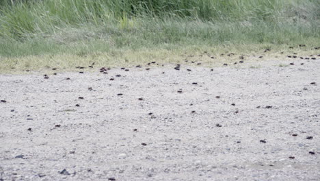 cicadas invasion marching on a concrete path