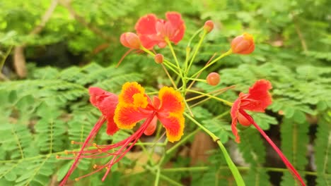 cerca de las flores rojas soplando en el viento