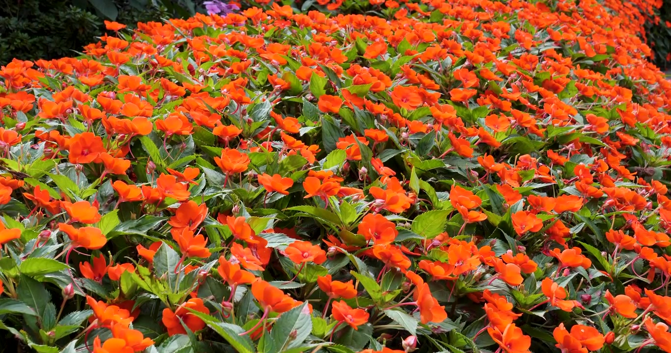 Begonia nei Giardini Butchart di Victoria, Columbia Britannica, Canada.