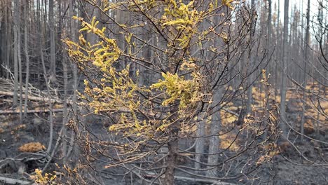 forest regeneration after damage caused destruction