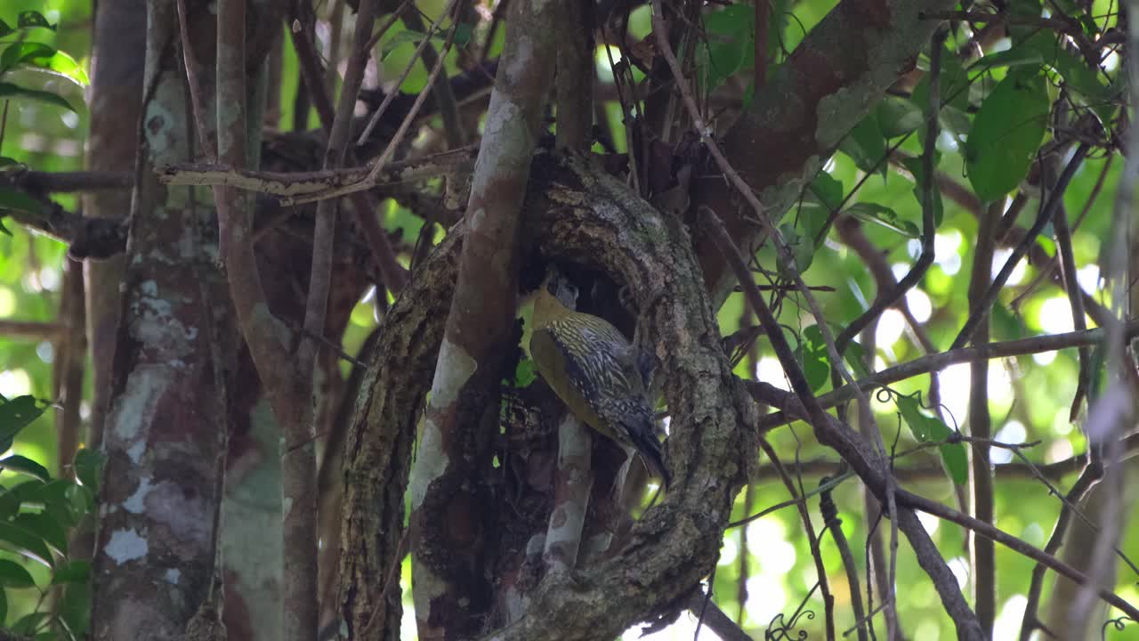 visto dentro de las ramas mientras picotea insectos debajo de una vid durante la mañana