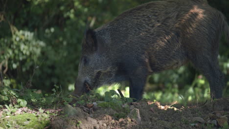 A-wild-boar-eating-in-the-warmth-of-the-sun,-close-up-and-static