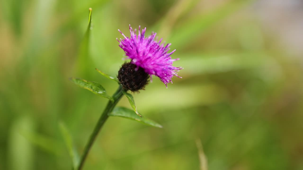 Close-up of a purple thistle in nature