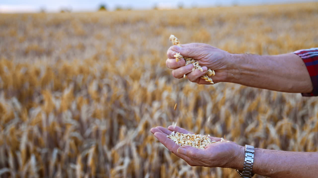Hands of old farmer rubbing the ripe spikelets of wheat. Dry grain fall on the palm of man. Blurred field at backdrop.