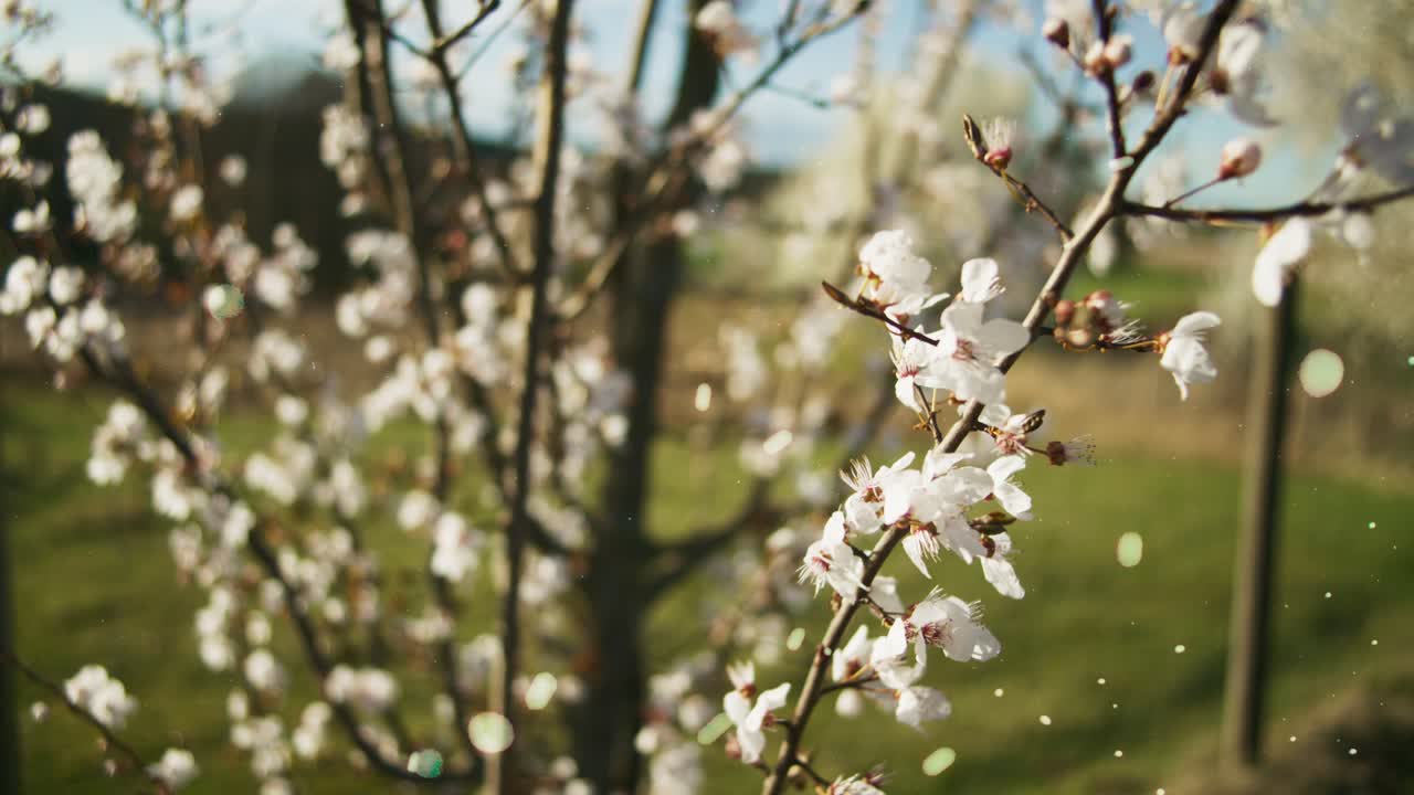 White Blossoms on Tree Limbs Blowing with Flurries | Blooming White Trees in Apple Orchid, Farmland in Germany, Europe, 4K