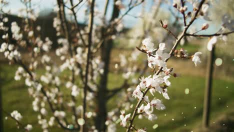 flores blancas en las ramas de los árboles soplando con ráfagas _ árboles blancos en flor en la orquídea de manzana, tierras de cultivo en alemania, europa, 4k