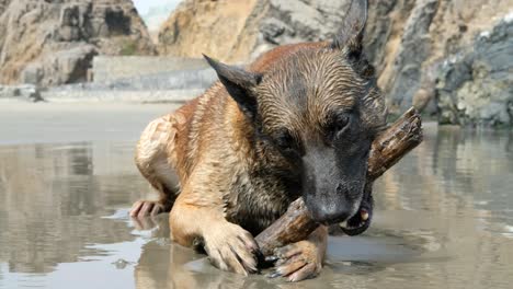 Glücklicher-Hund-Mit-Einem-Stock