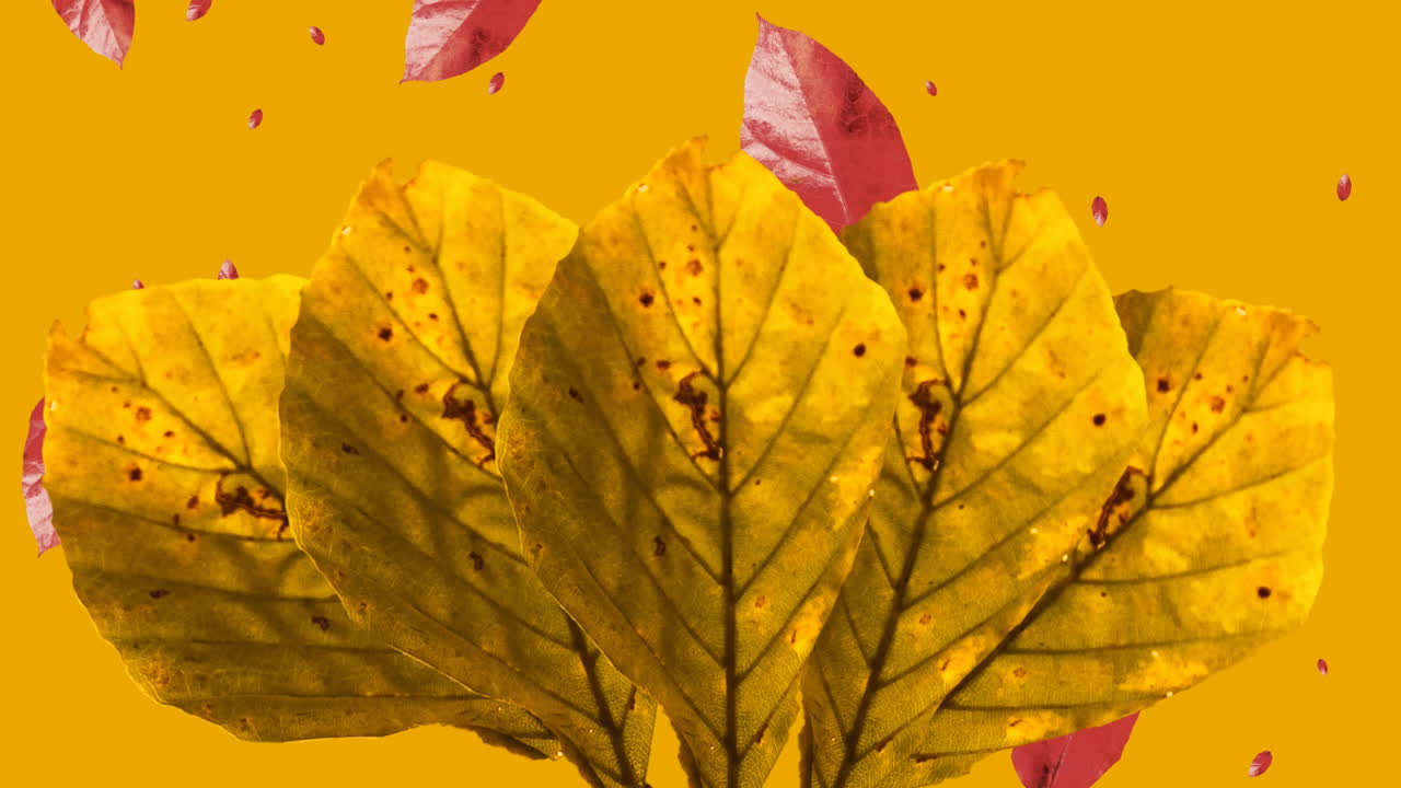 Animation of orange and red autumn leaves over orange background