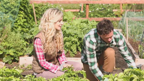 attractive couple gardening together