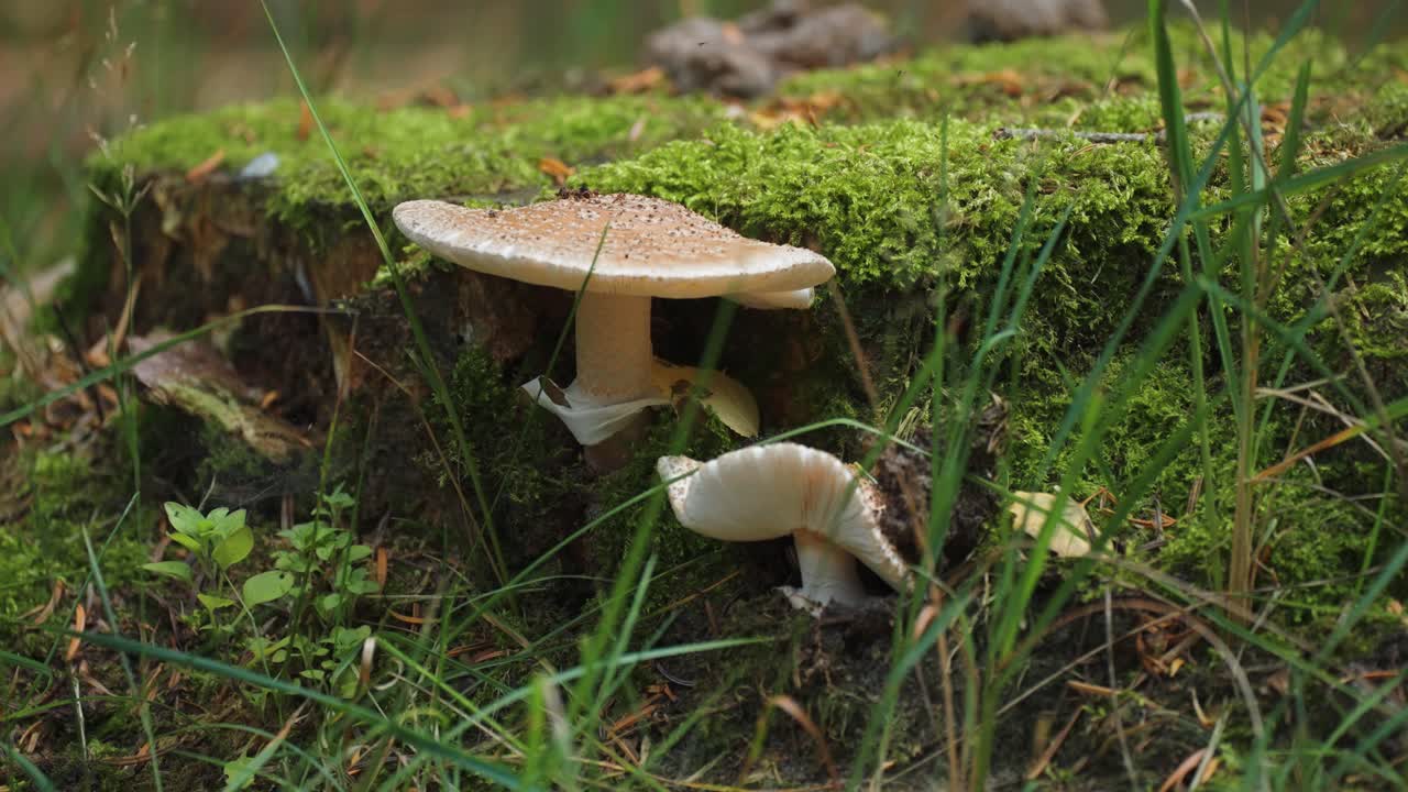 Pale mushrooms on the moss-covered tree stump