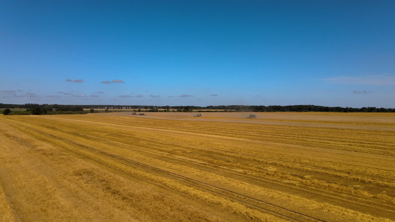 Harvesting wheat crops with multiple combine tractors on blue sky summer day