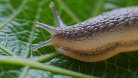 close-up of a slug on a green leaf