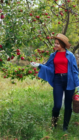 Happy relaxed lady farmer in blue shirt and jeans carrying the full basket of ripe apples. Woman in hat picks apple from tree and puts it in a basket. Vertical video