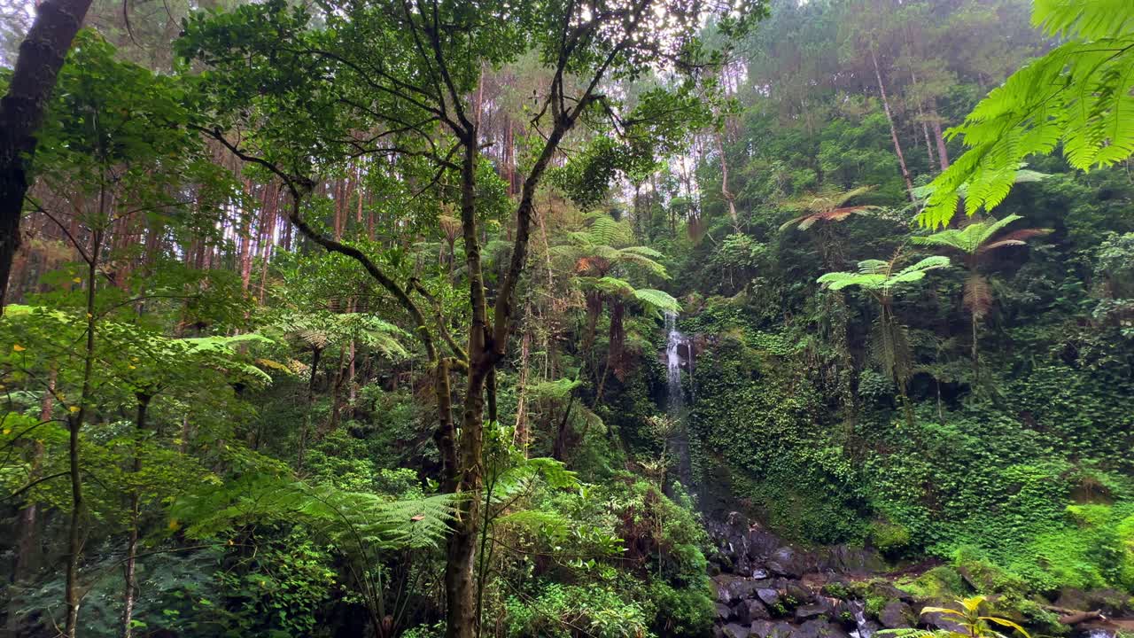 vegetación en el medio de una selva tropical con una pequeña cascada en el acantilado