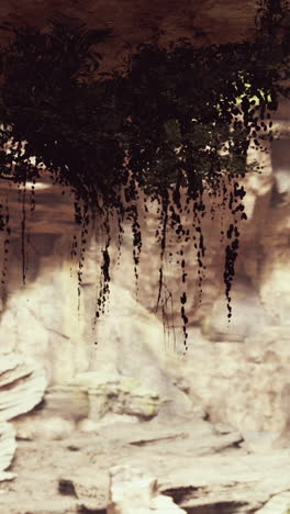 close up of lush green vines hanging from a cliff