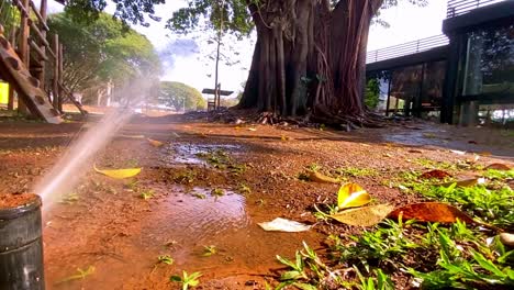 watering a urban garden on the brazilian summer