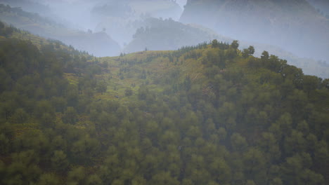 Bäume-Auf-Der-Wiese-Zwischen-Hügeln-Mit-Wald-Im-Nebel