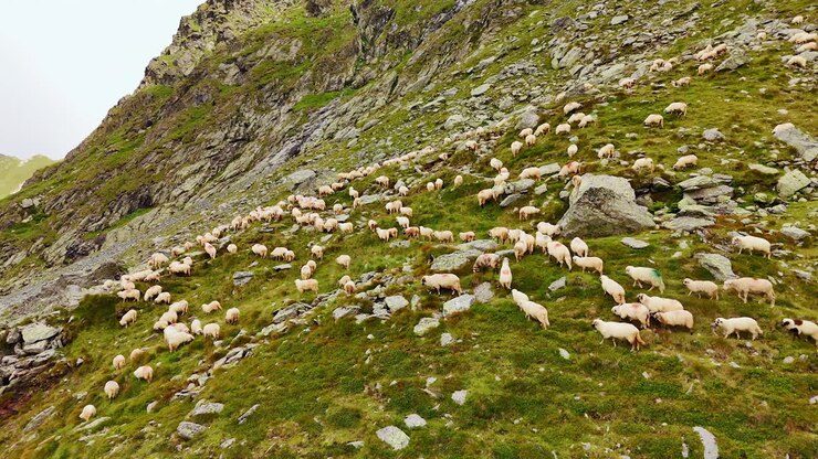 Verdi pendii rocciosi della montagna popolati da numerose pecore bianche. Concetto di allevamento del bestiame. Vista aerea