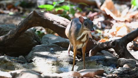 Lesser-Mouse-deer,-Tragulus-kanchil,-4K-Footage