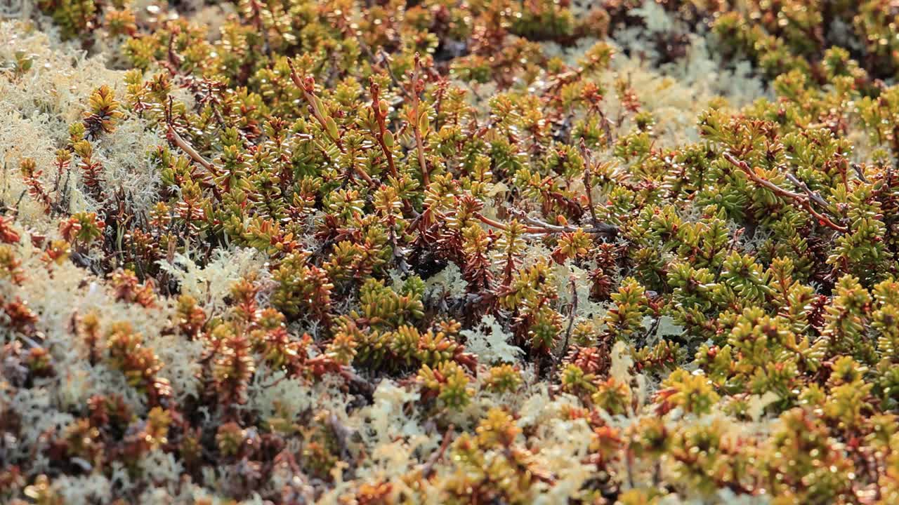 북극  ⁇ 드라 리 ⁇  모스 클로즈업. 주로 북극  ⁇ 드라, 알파인  ⁇ 드라에서 발견되며, 매우 추위에 견 ⁇  수 있습니다. 클라도니아 랭지페리나 (cladonia rangiferina), 렌더 컵 리 ⁇ 으로도 알려져 있습니다.