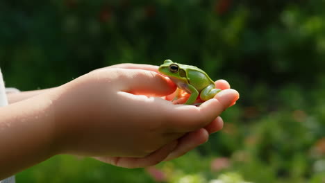child holding a small green frog in cupped hands