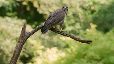 Grauer-Mäusebussard,-Der-Auf-Einem-Kahlen-Ast-Hockt-Und-In-Die-Kamera-Blickt---Zeitlupe