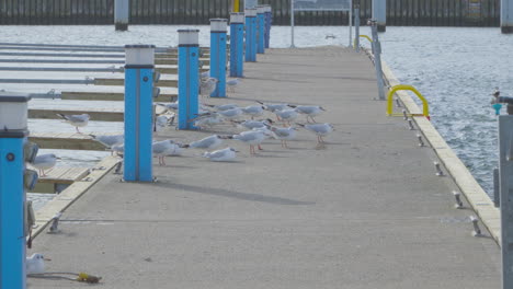 Flock-Of-Seagulls-Standing-On-Jetty-Promenade-On-A-Windy-Day-In-Summer