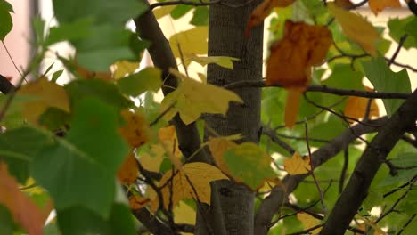 Beautiful-acer-leaves,-with-autumn-tones-and-the-movement-of-the-wind