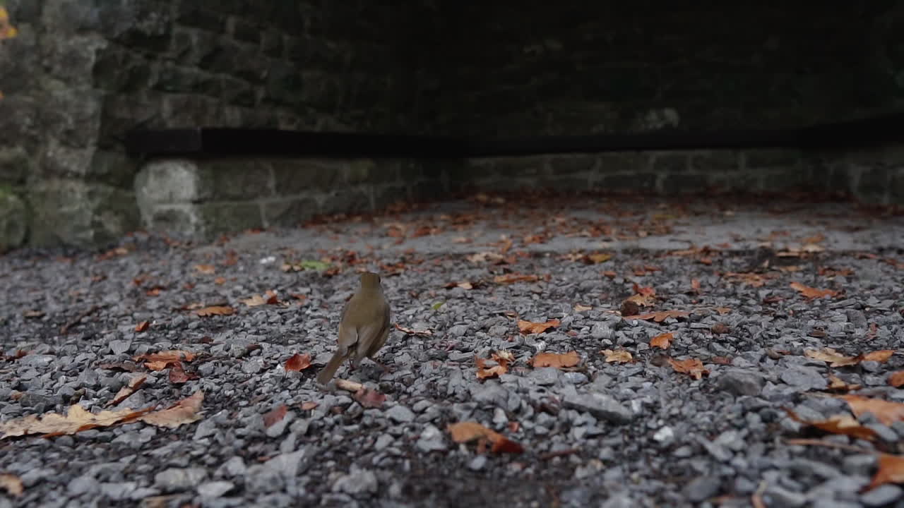 cerrar cámara lenta del pájaro petirrojo europeo encontrando y comiendo un gusano