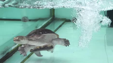 turtle swimming in aquarium