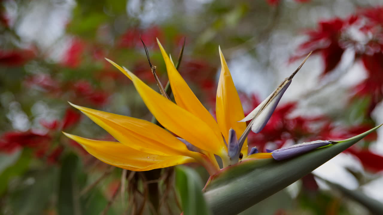 flores en la selva de nairobi, kenia